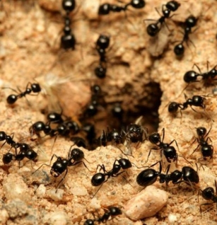 Combating Ants: Spring Cleaning To Keep Ants At Bay