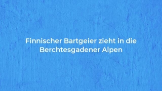 Finnischer Bartgeier Zieht In Die Berchtesgadener Alpen