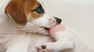 Understanding Canine Allergies And Their Treatment