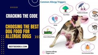 Cracking The Code: Choosing The Best Dog Food For Allergic Dogs In 2024