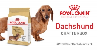 FREE Royal Canin Dachshund Chatterbox Kit