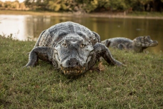 Alligator Attacks Fisherman, Severing Hand On Florida Golf Course Pond