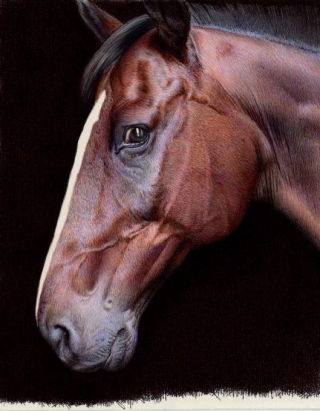 Nicolas V. Sanchez Captures Ancestral Stories And Memories In Meticulously Detailed Equine Portraits