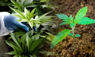 F1 Hybrid Cannabis Seeds