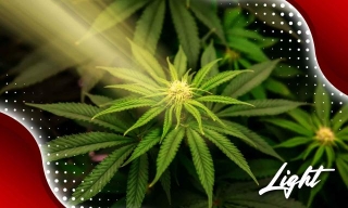Understanding Slow Flowering Of Cannabis Growth