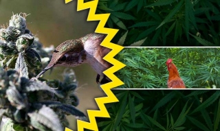 What Animals Eat Weed Plants?