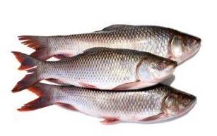 10 Fishes to Eat in Assam in 2024