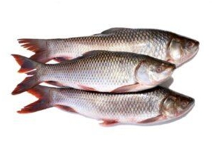 10 Fishes To Eat In Assam In 2024