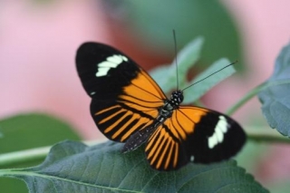 Two Species Interbreeding 200,000 Years Ago Gave Rise To New Butterfly Species