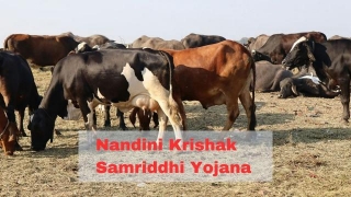Nandini Krishak Samriddhi Yojana: Get Rs 31 Lakh Subsidy For Opening Cow Dairy, Know The Eligibility And Application Process