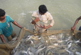 Summer Tips For Boosting Fish Farming Productivity Shared By Dr. Meera D. Ansal, Dean, College Of Fisheries, GADVASU