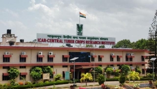 ICAR-CTCRI Invites Applications For Young Professional II In Crop Utilization Research