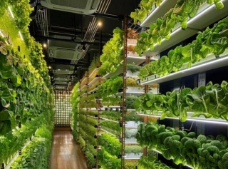 Is Vertical Farming The Climate-Resilient Solution For Agriculture?