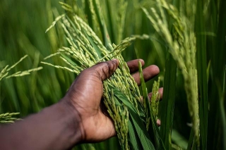 Maximize Farm Productivity And Income With These Basmati Rice Varieties