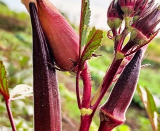 Pusa Lal Bhindi-1: A Breakthrough Variety Of Disease-Resistant Red Okra Enriched With Anthocyanins And Antioxidants