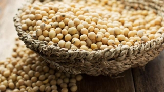 Mandi Updates: Soybean Wholesale Prices Rise Across Benchmark Markets