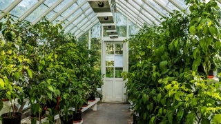 How Different Types Of Greenhouses Are Benefiting Modern Agriculture