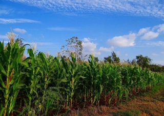 Maize Cultivation Revolutionizes Indian Agriculture: A Decade Of Growth And Prosperity
