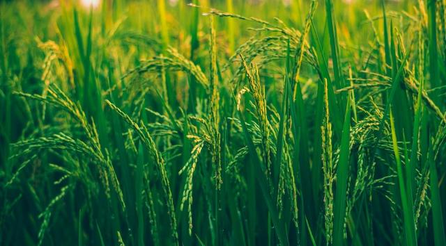 IRRI and Taiwan ICDF Forge Alliance to Boost Rice Straw Circular Economies in SEA