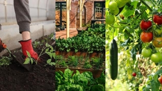 Best Summer Loving Vegetable Plants For Your Kitchen Garden