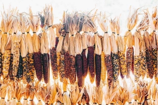 Red Corn: A Taste Of Tradition And Nutrition From The Americas