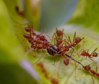 Cracking The Mystery: Understanding Ants' Attraction To Sugar