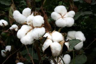 ICAR-CIRCOT Becomes MCXCCL's Approved Assayer For Cotton Bales Quality Analysis