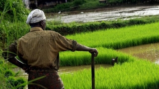 Direct Seeded Rice Cultivation Boosts Yields And Income For Small Farmers