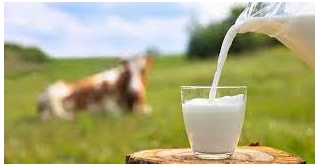Does Milk Get Rid Of Your High? Lets Explore