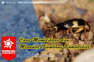 Cara Memelihara Dan Merawat Kumbang Bombardier