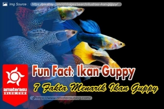 7 Fakta Menarik Tentang Ikan Guppy