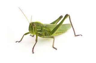 GRASSHOPPERS GUIDE US TO GROW