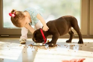WHAT'S THE CONNECT BETWEEN CHOCOLATES AND PETS AT HOME