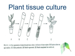 Gellan Gum In Plant Tissue Culture