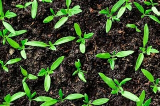 How To Make Your Own Seed Starting Mix And Start Seedlings