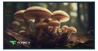 Marketing Magic Mushrooms In A Complex Legal And Regulatory Landscape