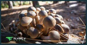 The Ultimate Guide to Marketing and Scaling Your Functional Mushroom Business