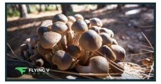 The Ultimate Guide To Marketing And Scaling Your Functional Mushroom Business