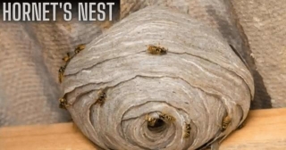 Pest Control Refused To Remove A Very Big Hornets Nest In Their Attic