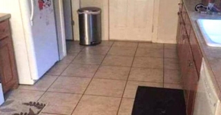 Can You Find The Large Dog Hiding In This Kitchen?