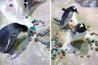People Are Gushing Over Penguins Picking Out The Perfect 'lucky Charm' For Their Mate
