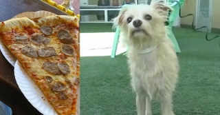Stray Dog Steals Pizza Slice From Workers On Lunch Break The Leads Them To Starving Family