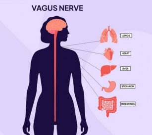How Does Yoga Practices Improve Nerve Health By Stimulating The Vagus Nerve