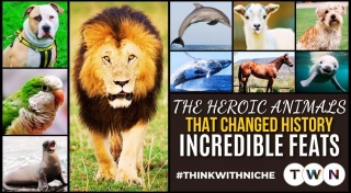 The Heroic Animals That Changed History: Incredible Feats