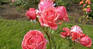 Piante E Fiori. La Rosa: Rose Per I Nostri Terrazzi
