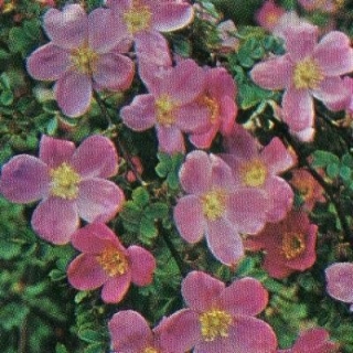 Piante E Fiori. La Rosa : Le Rose Botaniche Pagina 3