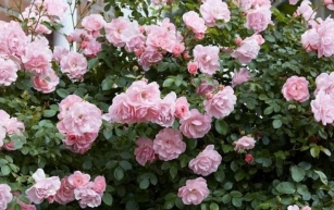 Piante e fiori: Gli Ibridi di rose Floribunda