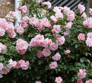 Piante E Fiori: Gli Ibridi Di Rose Floribunda