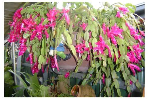 Piante e fiori: Zygocactus  (Schlumbergera) o cactus di Natale, famiglia delle Cactacee