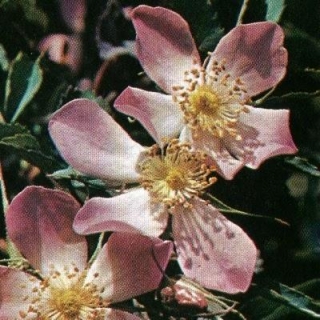 Piante E Fiori. La Rosa: Le Rose Botaniche Pagina 2
